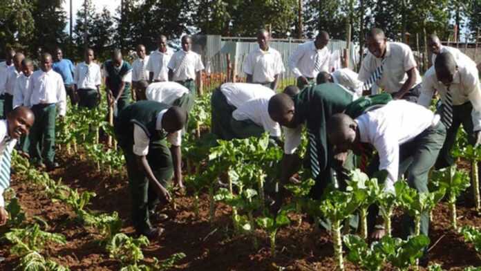 Nigerian Agriculture Schools Farming