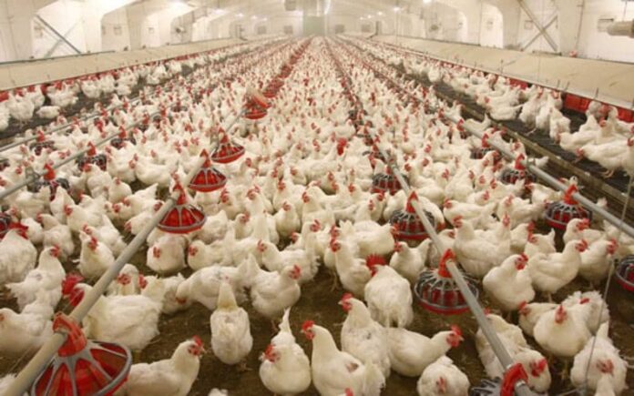 Ogun State Poultry Farm
