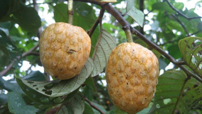 Anti Venom Snakebite