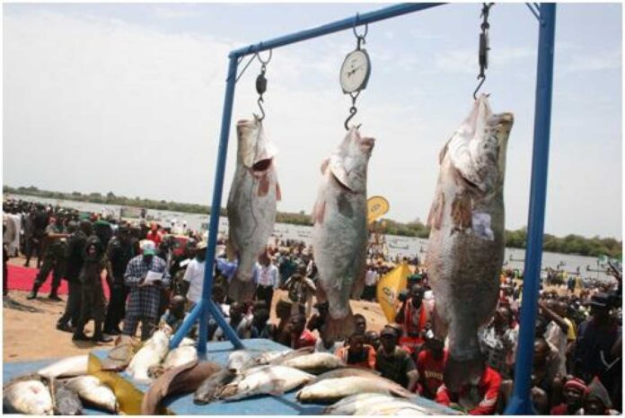 Kebbi Argungu Fishing Festival