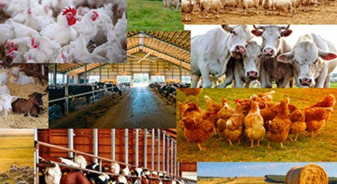 Kwara State Livestock Ranching Policy